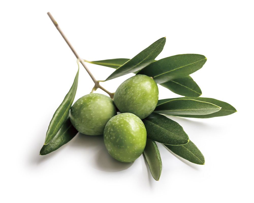 オリーブ果実油